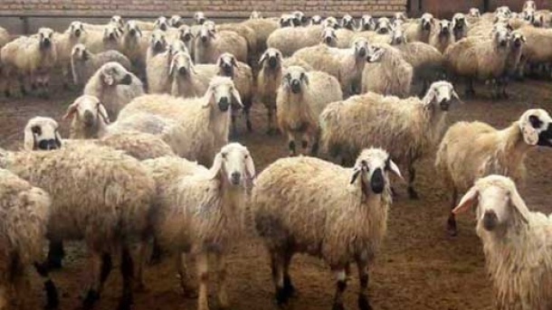 قیمت دام زنده در بازار اعلام شد