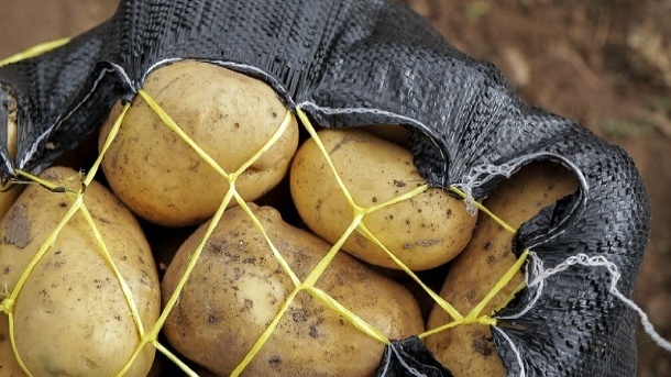 عرضه مستقیم سیب زمینی وارداتی به بازار