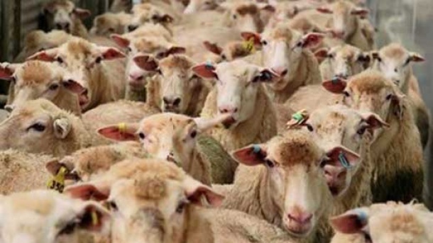 قیمت دام زنده در تهران و سایر استان های کشور