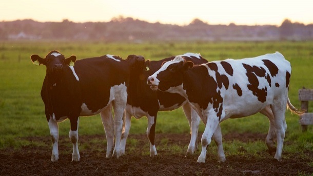 قیمت جدید دام زنده در سراسر کشور 1403/12/18