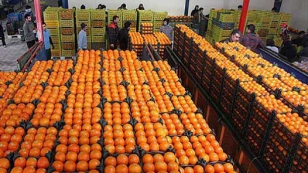 توزیع میوه تا 15 فروردین ادامه دارد