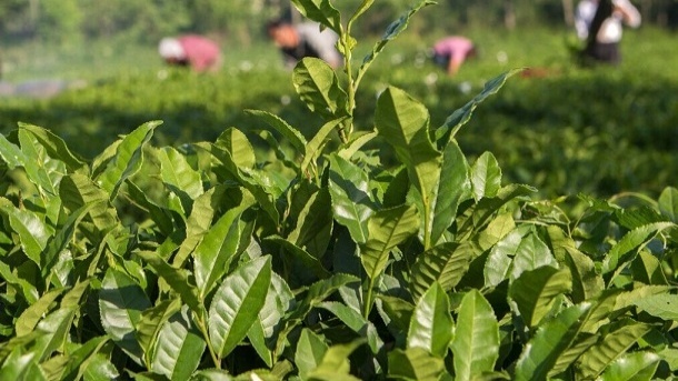 نرخ خرید تضمینی برگ سبز چای برای سال 1404