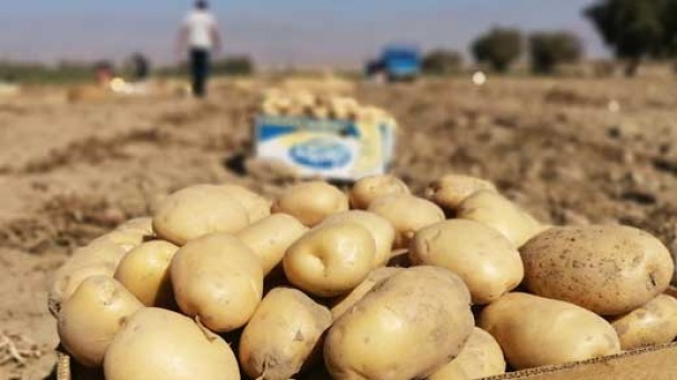 سیب زمینی دوباره کمیاب شد؟!