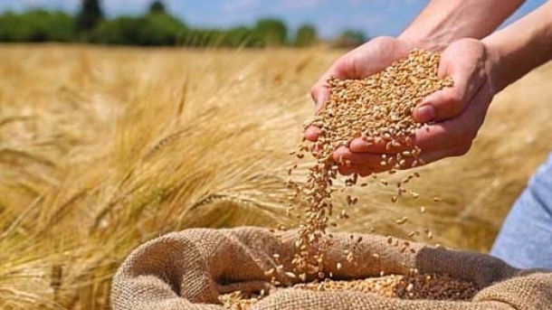 نرخ خرید تضمینی گندم اعلام شد