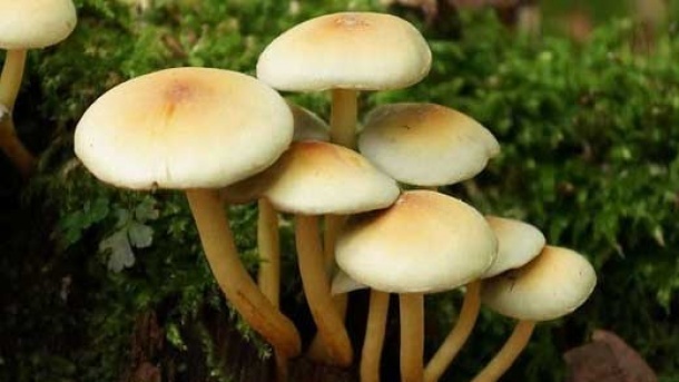 مراقب قارچ های سمی باشید!