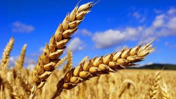 خبر جدید از تعیین قیمت خرید تضمینی گندم