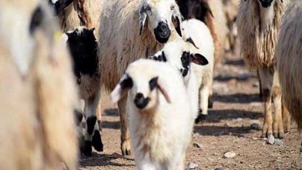 قیمت دام زنده در بازار امروز