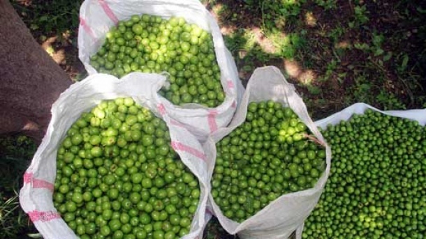 قیمت نوبرانه های بهاری در بازار امروز