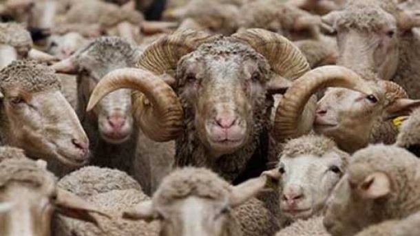 قیمت دام زنده در بازار امروز