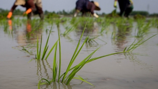 شالیکاران هیچ نفع و نقشی در افزایش قیمت برنج ندارند
