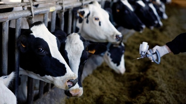 لیست قیمت جدید دام زنده در کشور منتشر شد 1404/02/17