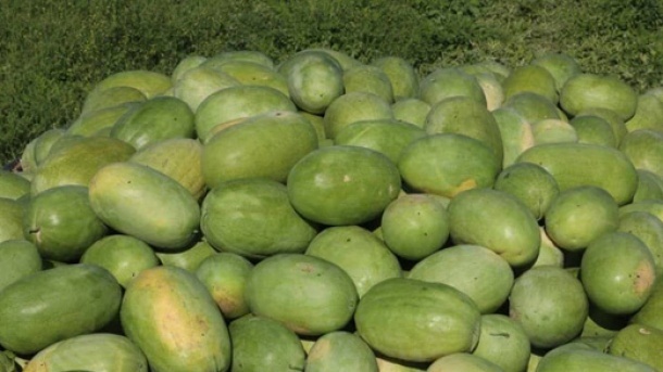 هندوانه های صادراتی ایران به روسیه برگشت خورد؟!