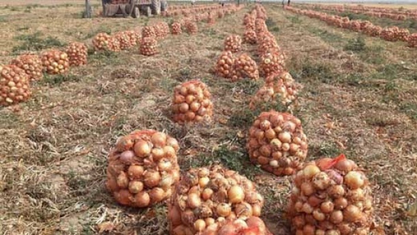 آغاز خرید توافقی پیاز از کشاورزان