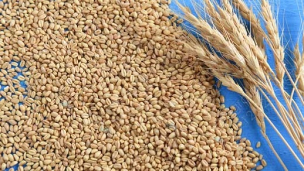 نرخ جدید گندم اعلام شد