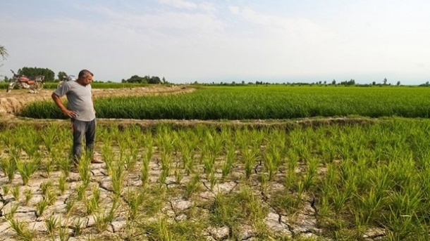 برنجکاری برای گیلانیها دیگر بهصرفه نیست