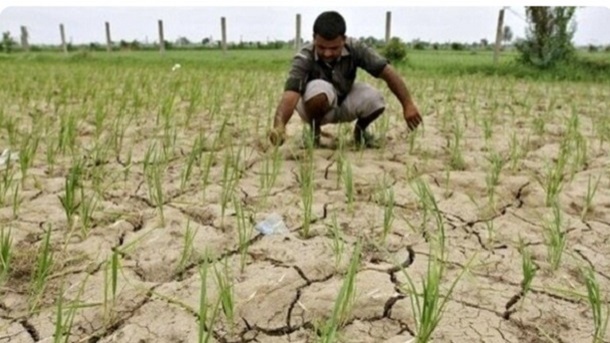 کشت برنج در خوزستان ممنوع اعلام شد