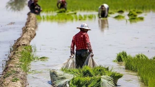 افزایش هزینه کشت برنج به 70 میلیون تومان در هکتار