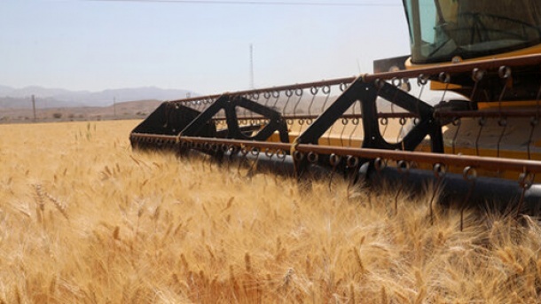 نرخ خرید تضمینی گندم تعیین شد؟