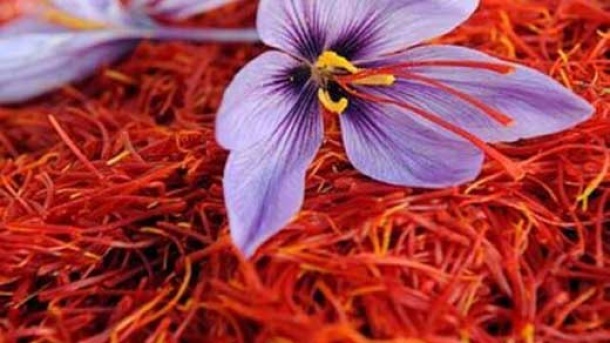 زعفران چند؟