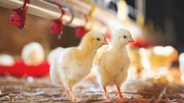 قیمت جدید جوجه یک روزه در بازار