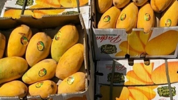 واردات انبه آزاد شد