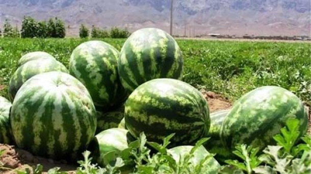 محصولات کشاورزی ایرانی پشت درهای بسته عراق