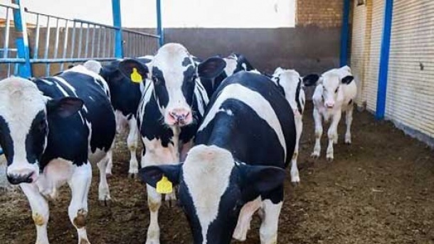 قیمت دام زنده در بازار امروز چگونه بود؟