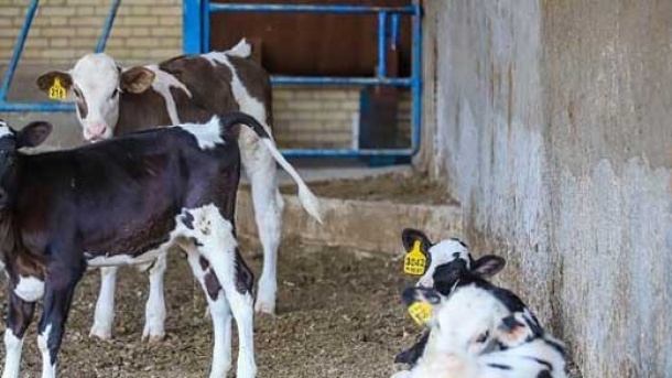 خرید حمایتی دام زنده از هفته اینده