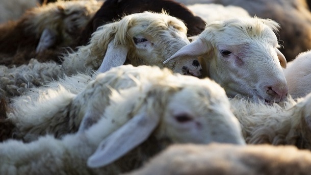 قیمت دام زنده برای عید قربان 1404 اعلام شد