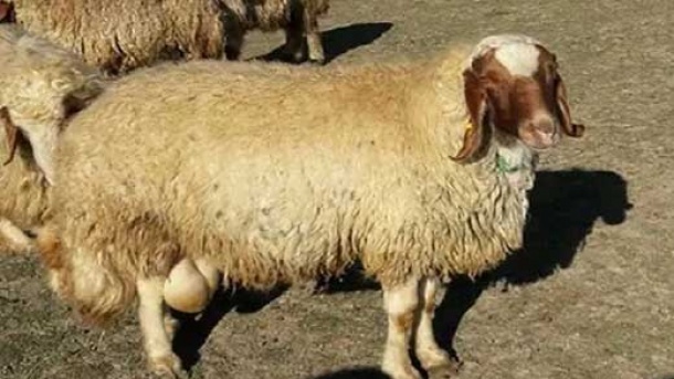 گوسفند زنده چند؟