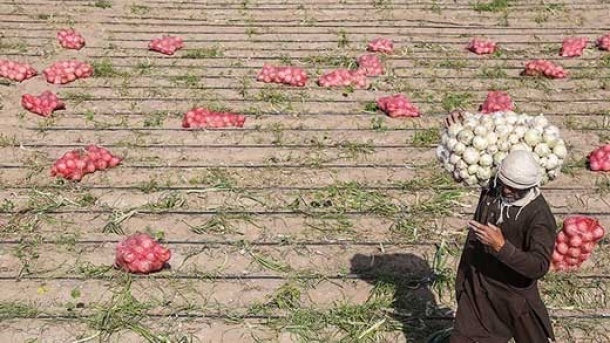 خرید توافقی پیاز آغاز شد