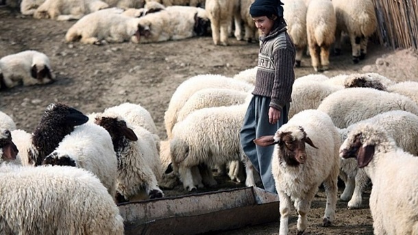 قیمت جدید دام زنده اعلام شد 1404/04/07