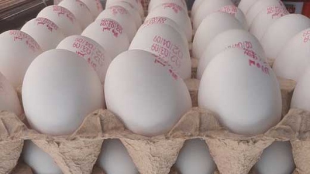 قیمت تخم مرغ کاهش یافت