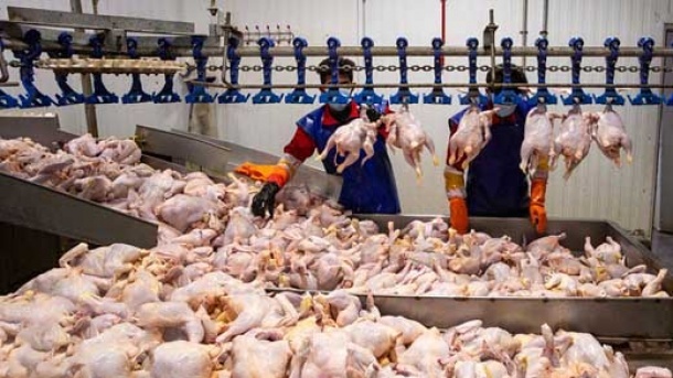 قیمت مصوب مرغ برای مصرف کننده اعلام شد