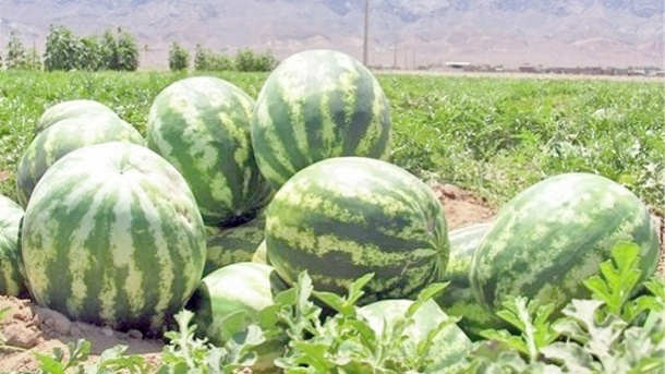 نقش هندوانه در بحران آب کشور، یک دروغ بزرگ است