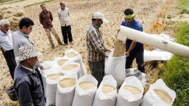 سیگنال به بازار برنج برای کاهش قیمت از امروز دوشنبه