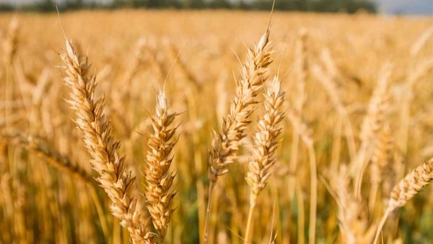 کشت پاییزه گندم نزدیک است اما قیمت مشخص نیست