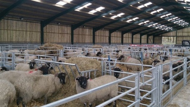 قیمت جدید دام زنده 1404/05/15