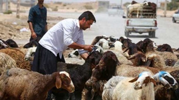 قیمت دام زنده در بازار امروز