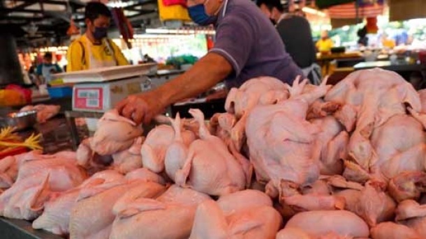 قیمت انواع مرغ در بازار امروز