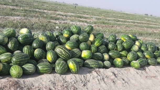 صیفی روی زمین، قانون هم روی هوا