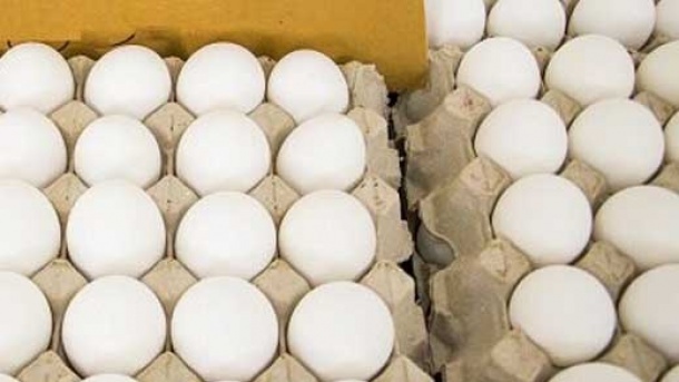 قیمت تخم مرغ افزایش یافت
