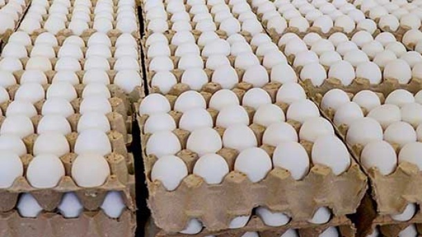 مرغ‌های تخم‌گذار رسما معدوم شدند