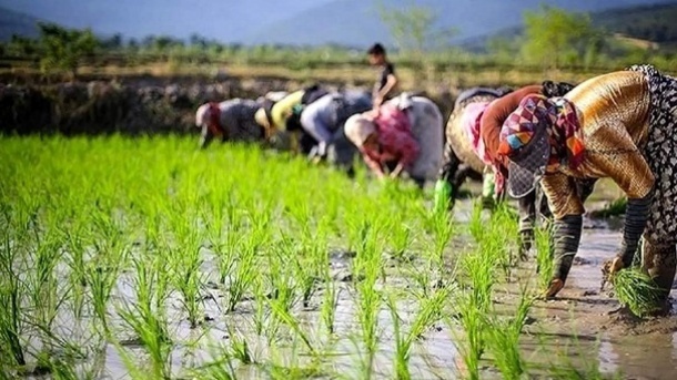 کشت برنج در سال آبی جدید محدود خواهد شد