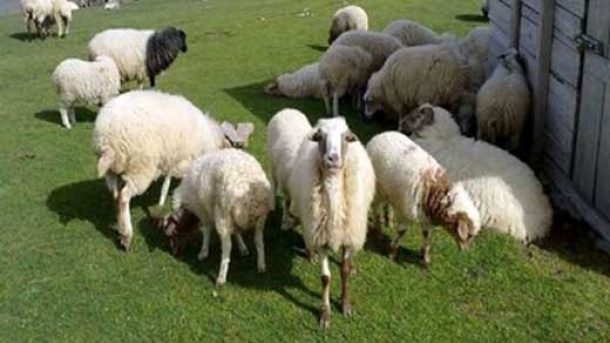 دام زنده در بازار امروز چند؟