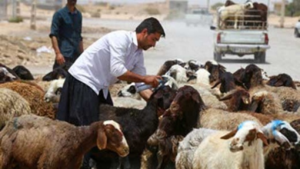 قیمت دام زنده در بازار امروز