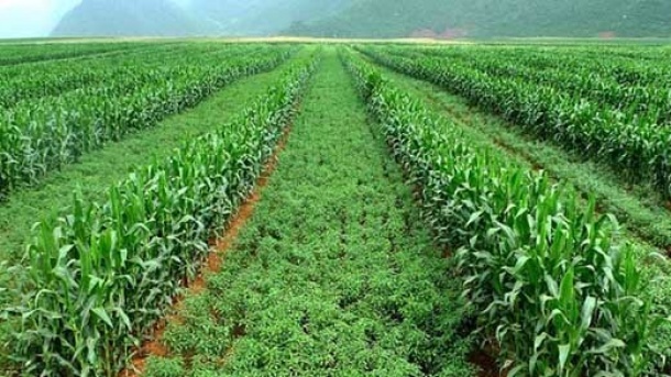 الگوی کشت بزودی ابلاغ می شود