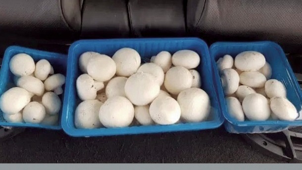 افزایش شدید قیمت قارچ در بازار