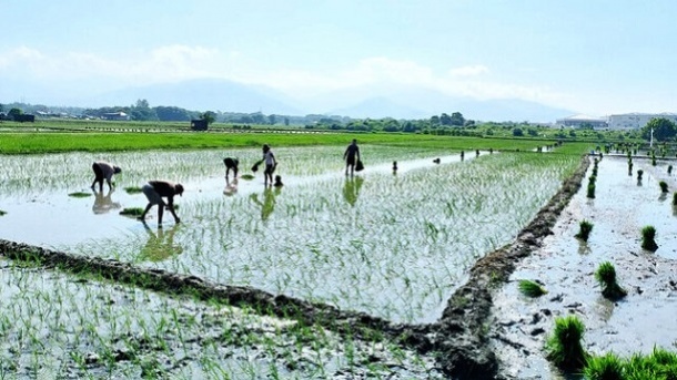 قیمت برنج در سال آینده پایین میماند