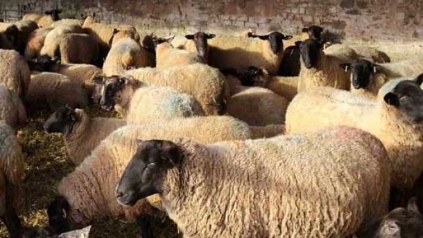 قیمت دام زنده در بازار امروز